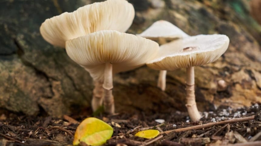 Científicos chinos modificaron un hongo que simula el sabor de la carne