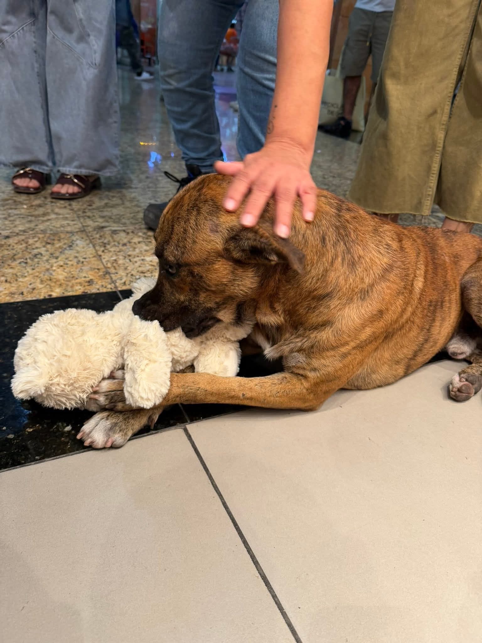 Final feliz: Perrito que «robó» peluche en México fue adoptado
