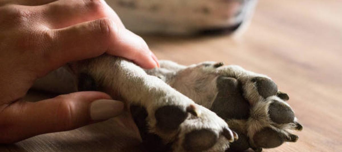 SUCRE | Habitantes de Carúpano exigen justicia por presunto envenenamiento masivo de perros comunitarios