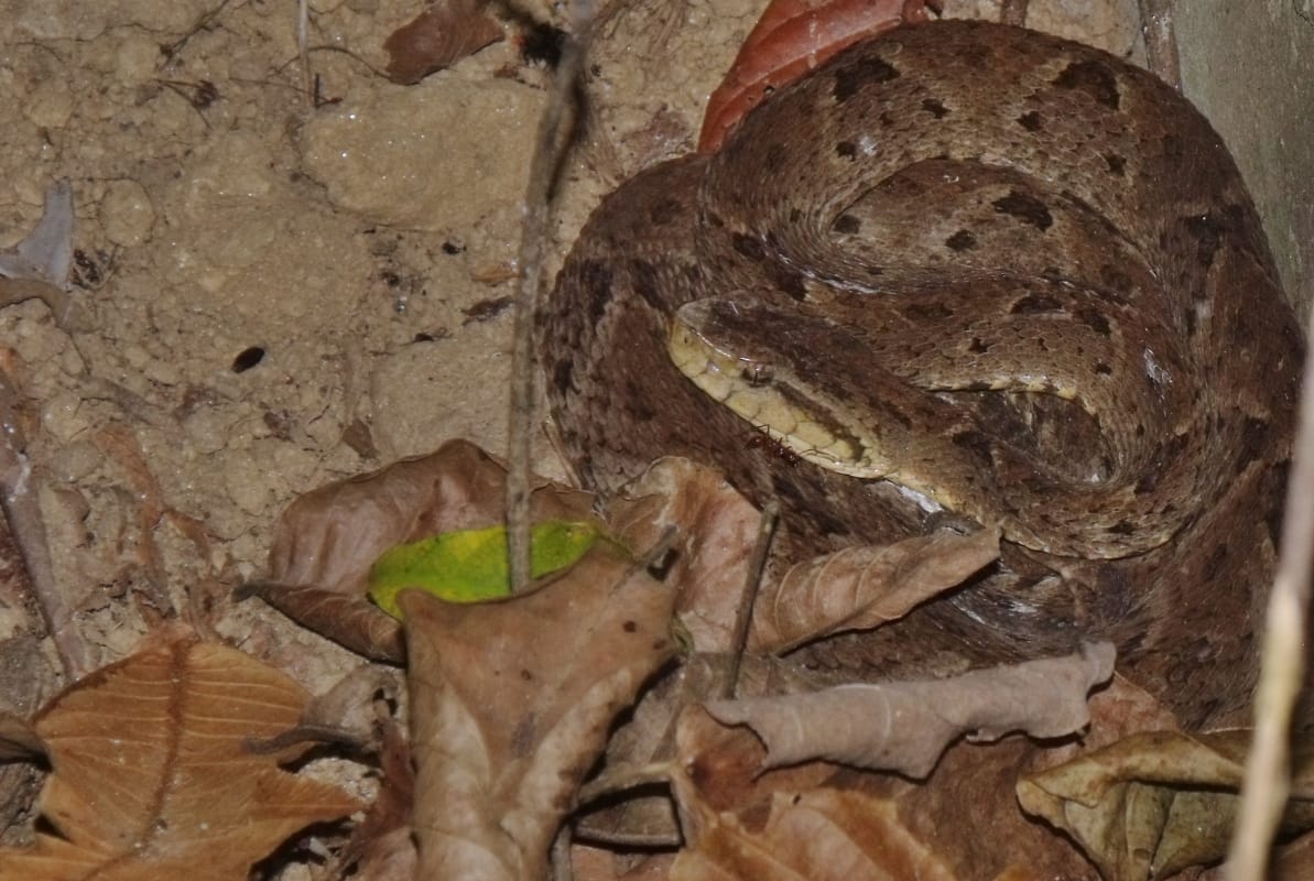 Niño fue mordido por una serpiente en Aragua: podría perder la pierna