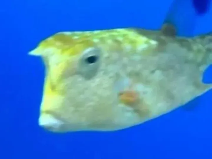 Pez cofre cornudo se volvió viral en redes por su parecido con Donald Trump