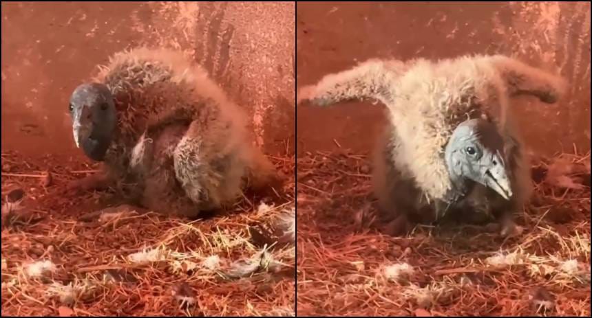 Capturan en video primeros pasos de polluela de cóndor andino nacida en Mérida