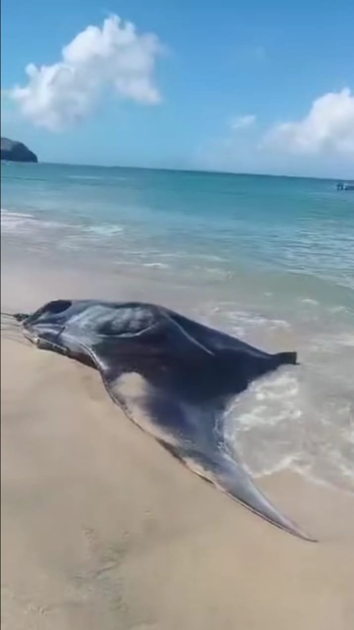NUEVA ESPARTA | Pescadores socorrieron a una mantarraya varada en playa Manzanillo de Margarita