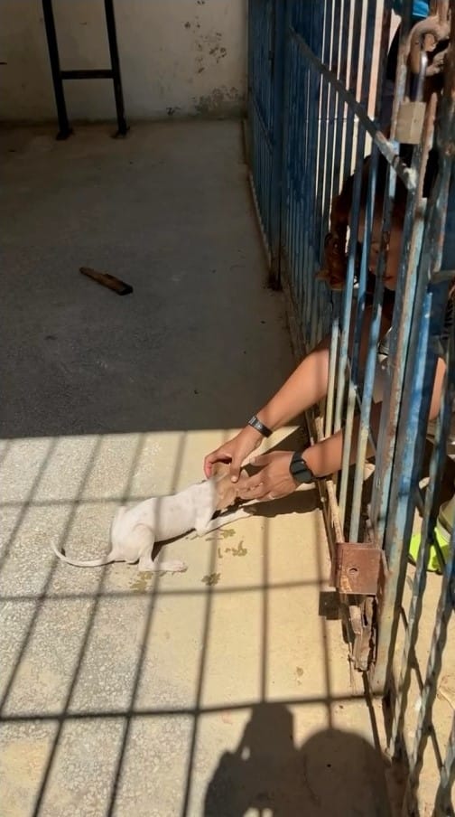 SUCRE | Perrita encerrada en un local comercial de Cumaná fue rescatada por la Misión Nevado
