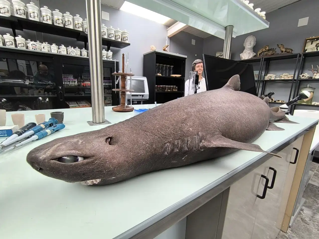 Hallazgo inusual: encontraron tiburón foca varado en la playa de Luarca