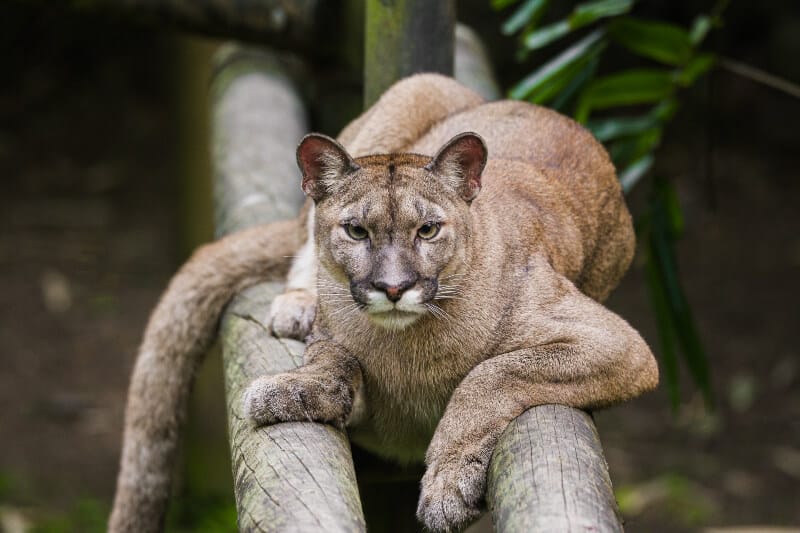 Hombre resultó herido tras ser atacado por un puma en Carabobo