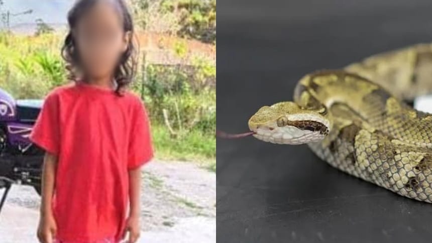 Niña de seis años murió tras ser mordida por una serpiente en Carabobo