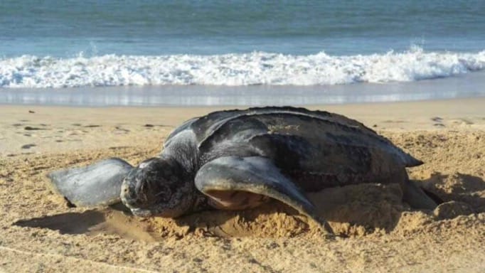 Nueva Esparta activó protocolo especial para proteger el desove de tortugas Cardón