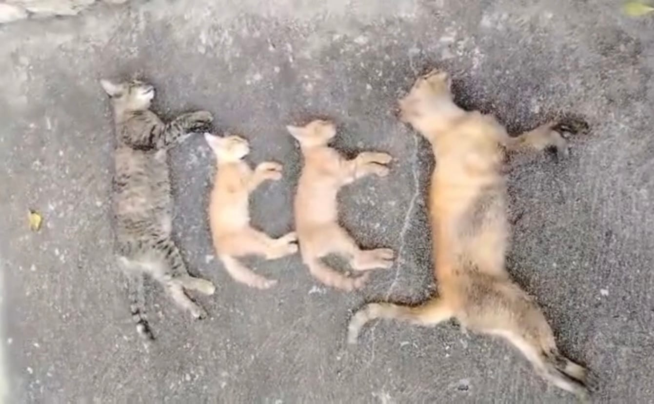 Habitantes de urbanismo de Maturín denunciaron posible envenenamiento de gatos