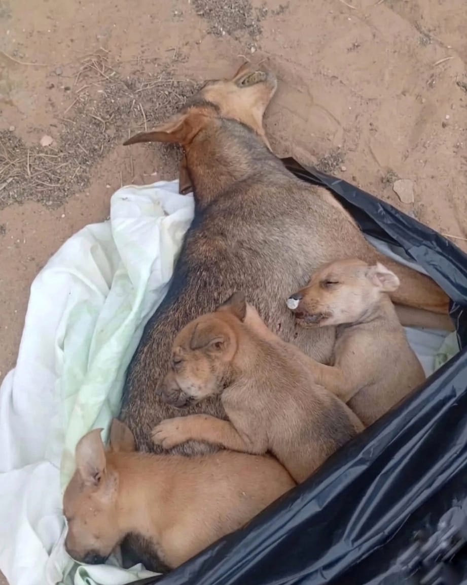 Envenenaron y metieron en una bolsa a una perrita y a sus tres crías en Macanao