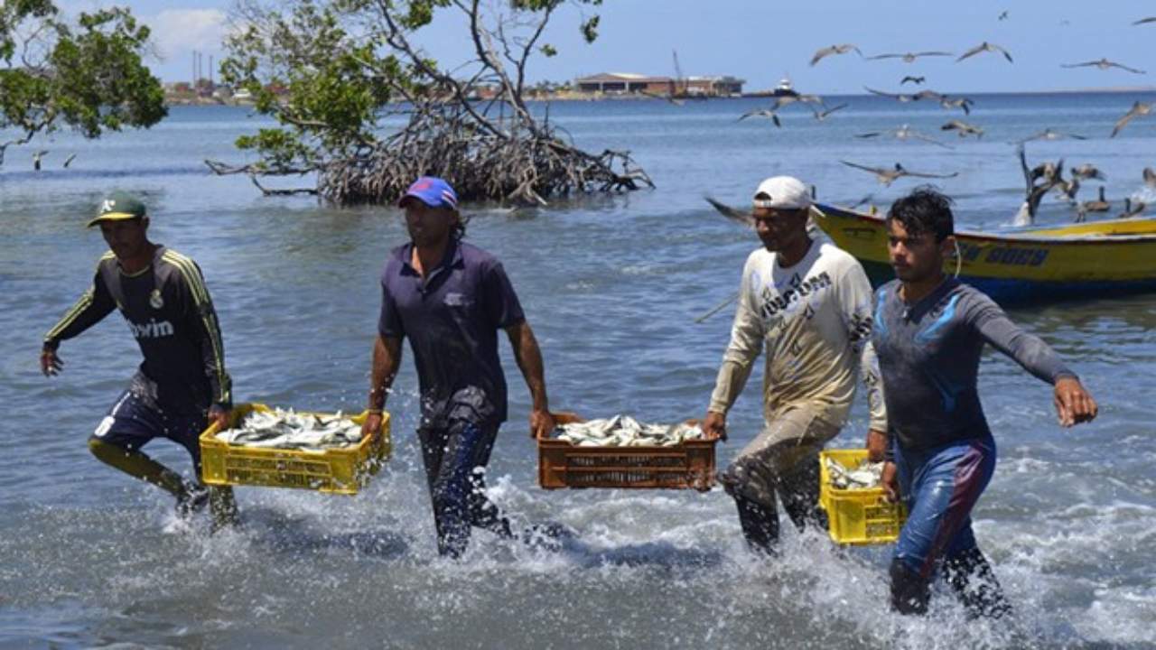 SUCRE | Temporada de Sardina 2026 inició con nuevos protocolos de pesca para Sucre