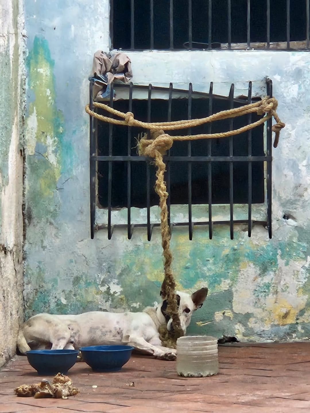 ANZOÁTEGUI | Atendieron caso de maltrato animal en contra de un perro en Lechería