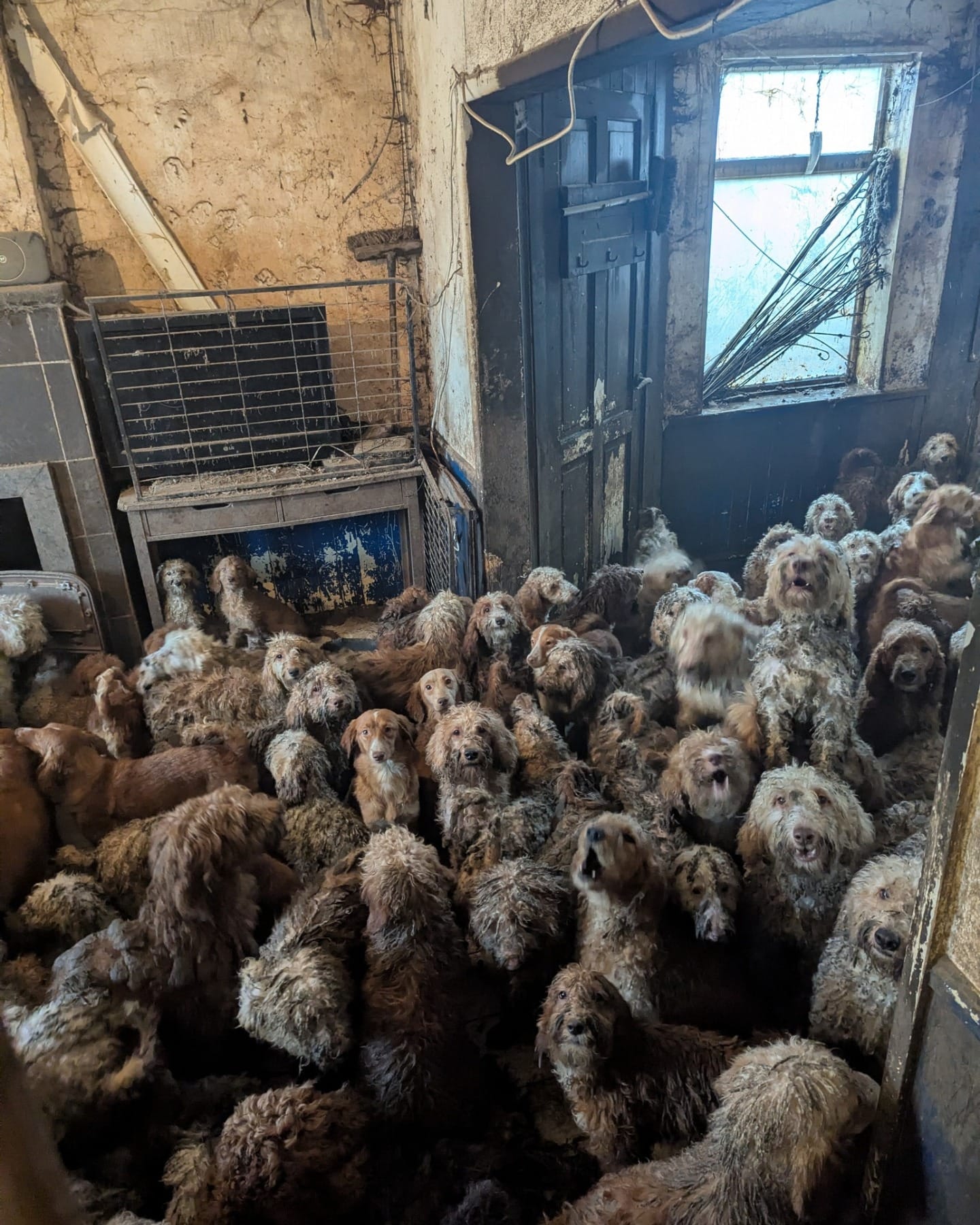 Más de 250 perros fueron rescatados en Inglaterra tras permanecer hacinados en una casa