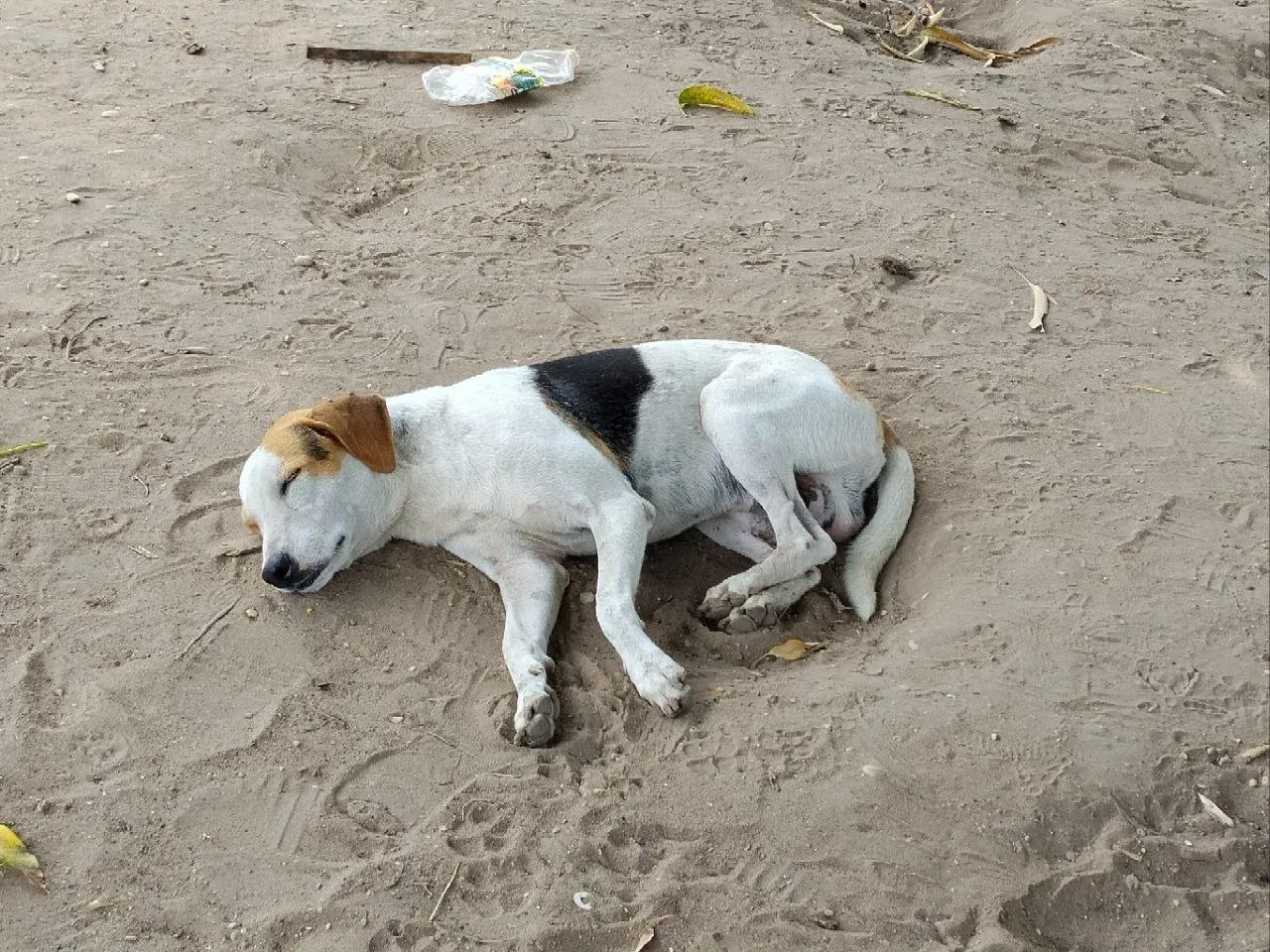MONAGAS | Vecinos de Brisas del Aeropuerto de Maturín denunciaron envenenamiento de mascotas