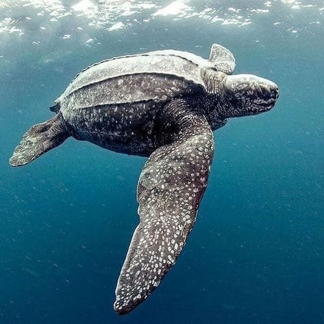 Tortuga marina más grande del mundo puso sus huevos en las costas de Carabobo