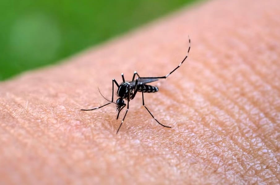 Ministerio de Salud reportó tres casos de Chikungunya en Caracas en nuevo boletín