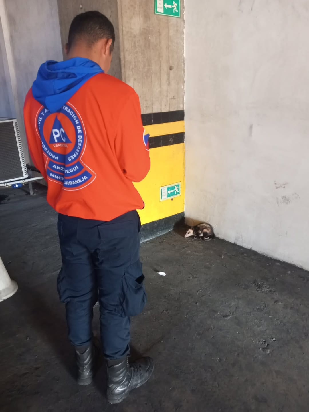 ANZOÁTEGUI | Protección Civil rescató a una zarigüeya herida en un edificio de Lechería