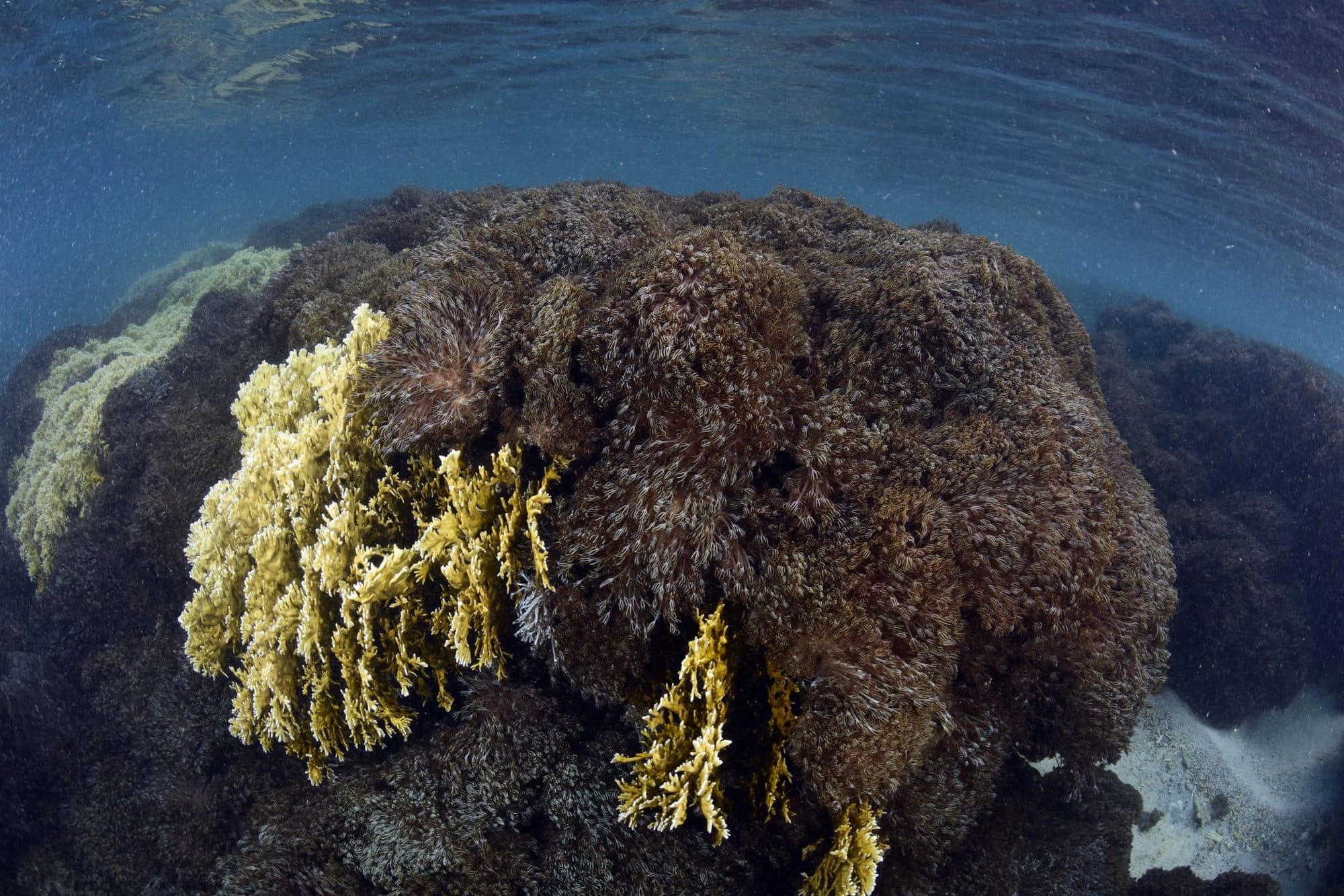 Proyecto Unomia: coral invasor ya se expandió en el 80 % del Parque Nacional Mochima
