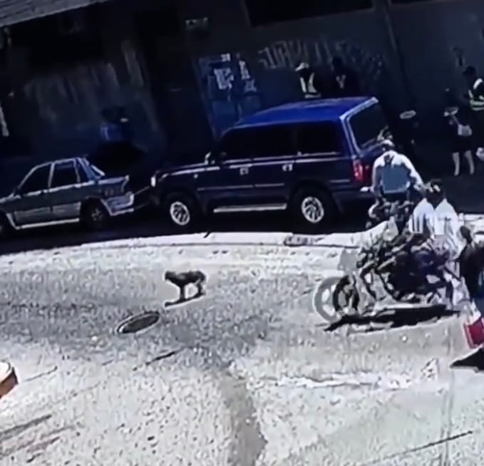 Detienen a hombre que atropelló a un perro y huyó en Los Teques