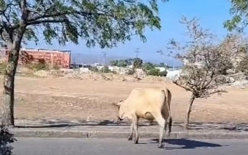 SUCRE | Ganado suelto en la avenida El Islote pone en riesgo a conductores en Cumaná