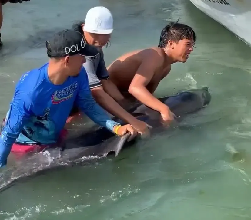 NUEVA ESPARTA | Rescataron a un delfín nariz de botella varado en una playa de Pampatar