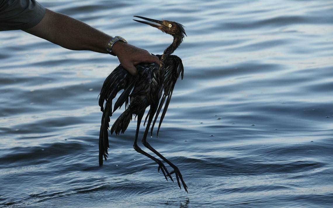 15 especies de aves están amenazadas por derrames petroleros en Venezuela