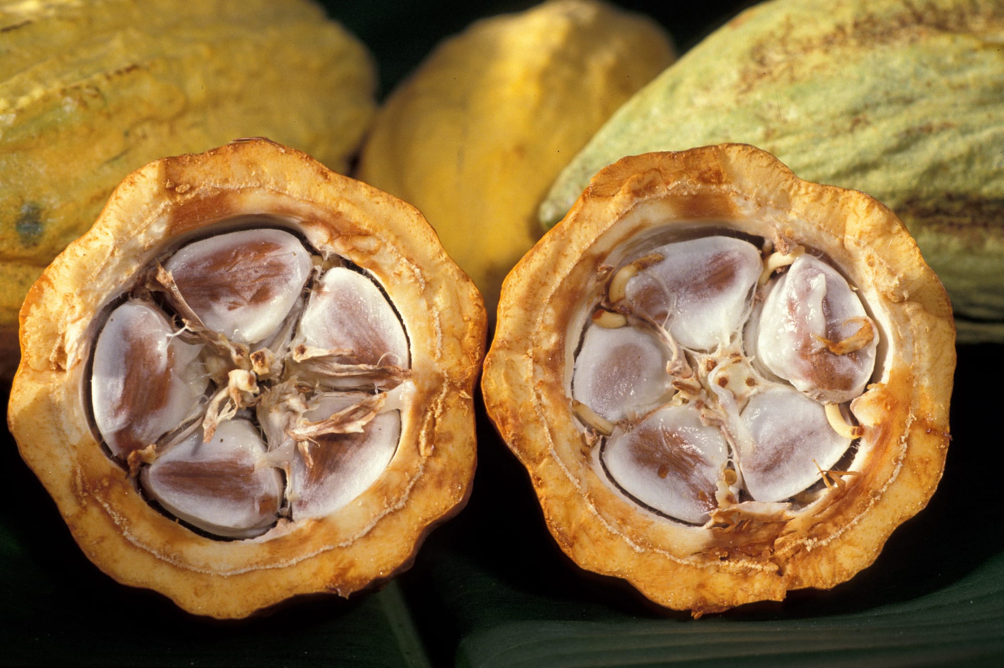 Asamblea Nacional aprobó en segunda discusión Ley para el Fomento y Promoción del Cacao