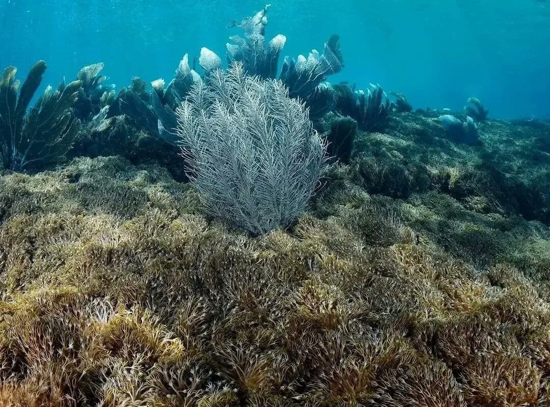 Venezuela y la FAO activan plan para frenar la expansión de un coral invasor en el Caribe
