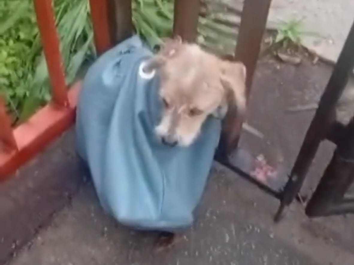 Perrita fue rescatada tras ser encontrada dentro de un saco colgado a una reja en Miranda