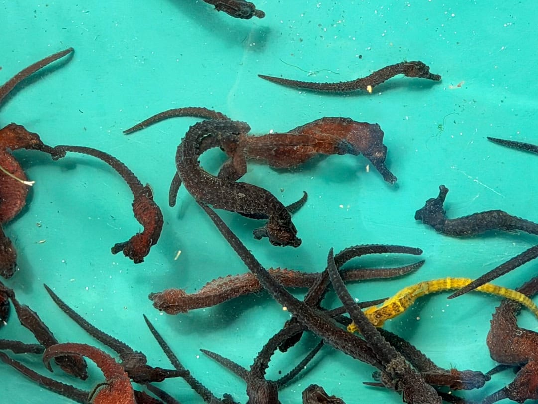 SUCRE | Liberaron 1.000 caballitos de mar en el Parque Nacional Mochima del estado Sucre