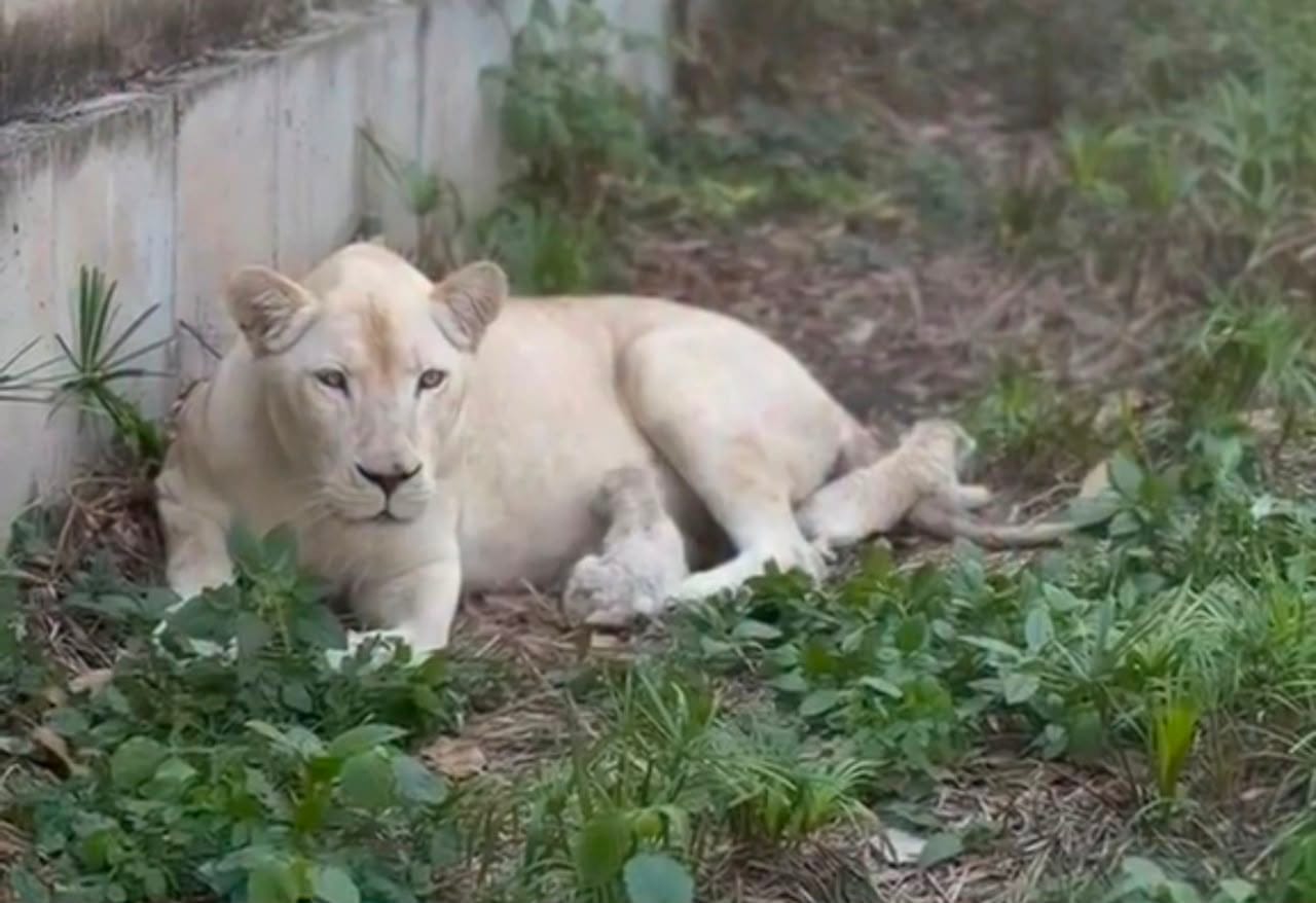 Dos nuevos cachorros de león blanco de Timbavati nacieron en el Zoológico Las Delicias de Maracay
