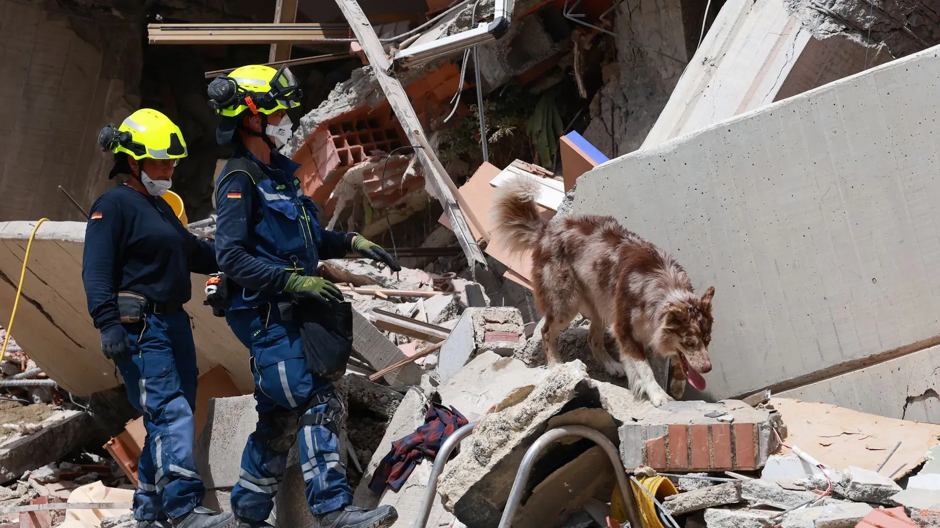 Más de 600 mascotas han sido rescatadas tras los terremotos en el país, informaron autoridades