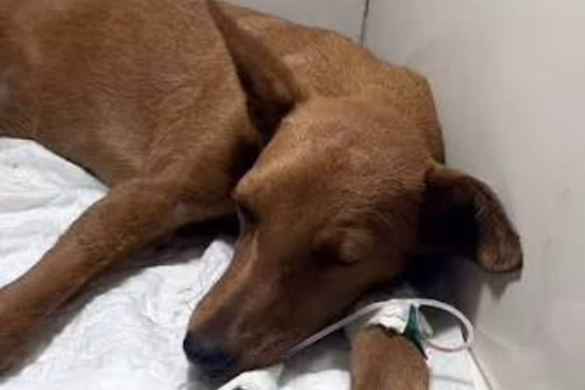 ONG exigió justicia por el asesinato de Mariposa, la perrita rescatada durante los terremotos en La Guaira