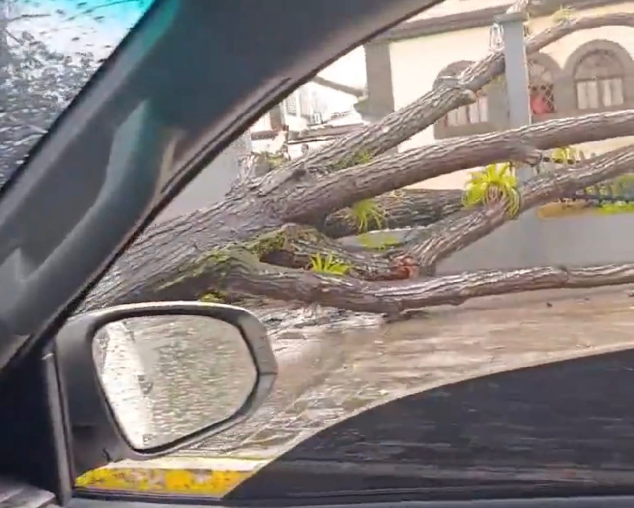 MONAGAS | Lluvias provocaron caída de árboles en las inmediaciones del Paseo Bolívar de Maturín