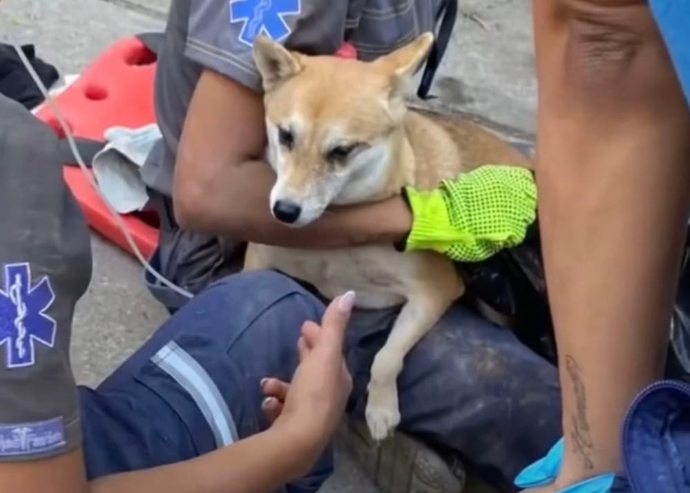 Rescataron con vida a un perro atrapado entre los escombros tras terremoto en Colombia