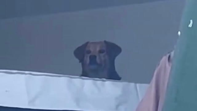 Perrita fue rescatada tras quedar atrapada en un edificio a punto de colapsar en Pereira