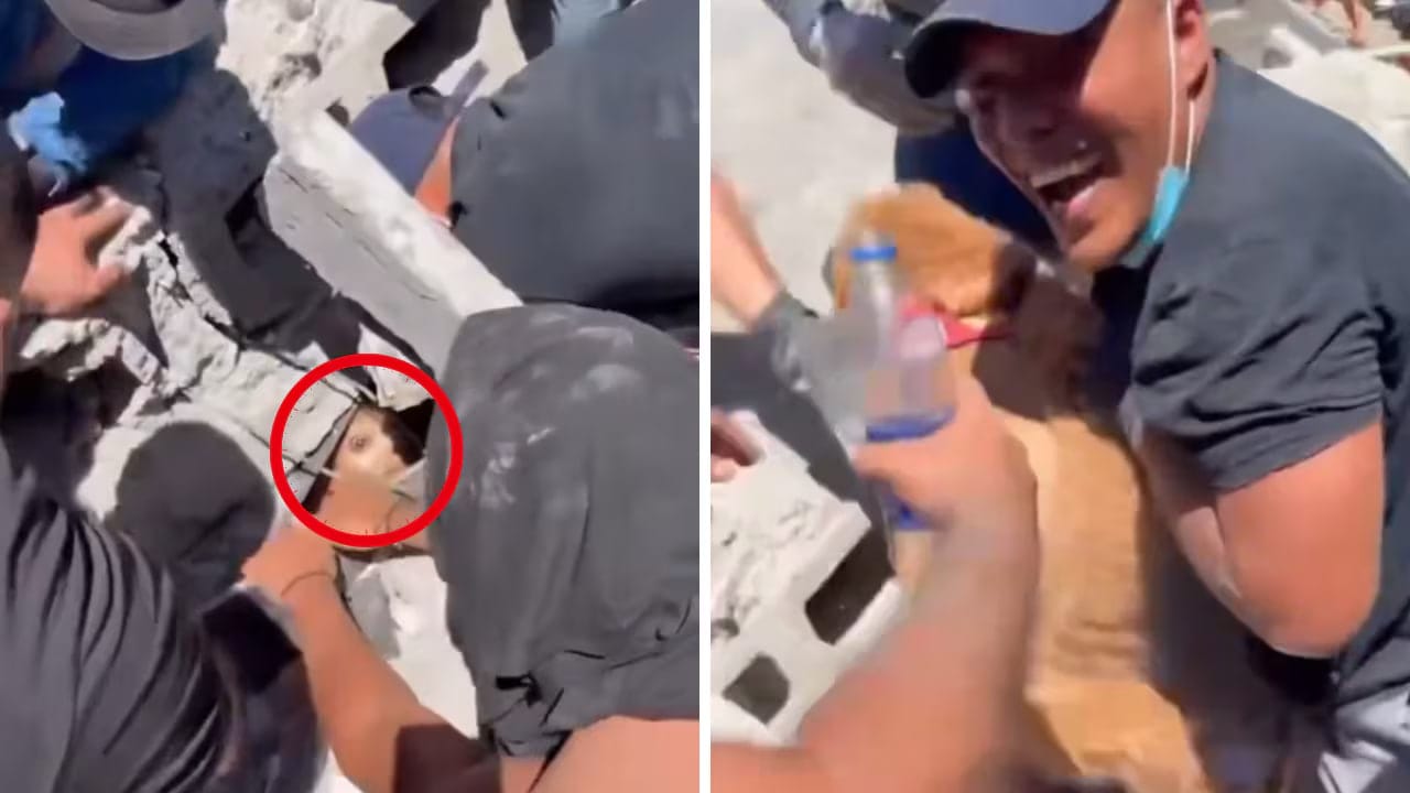 De la angustia a la felicidad: perrita fue rescatada de los escombros en Pereira, Colombia