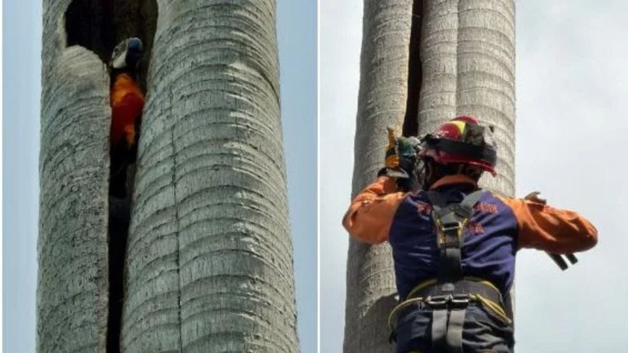 Guacamaya es rescatada tras quedar atrapada en un árbol en Baruta