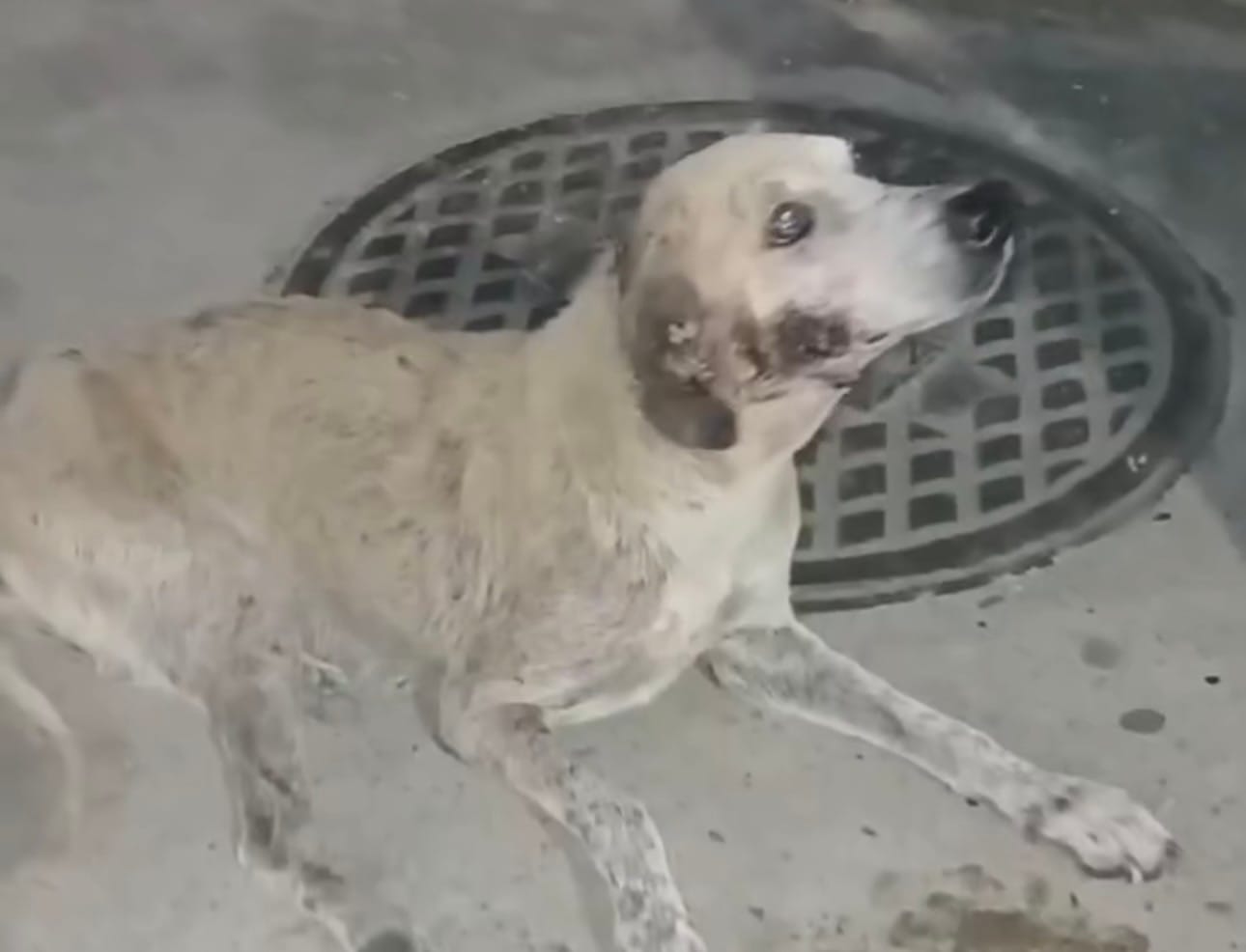 NUEVA ESPARTA | Fundación PIM Margarita solicita ayuda para atender a un perro en condición vulnerable