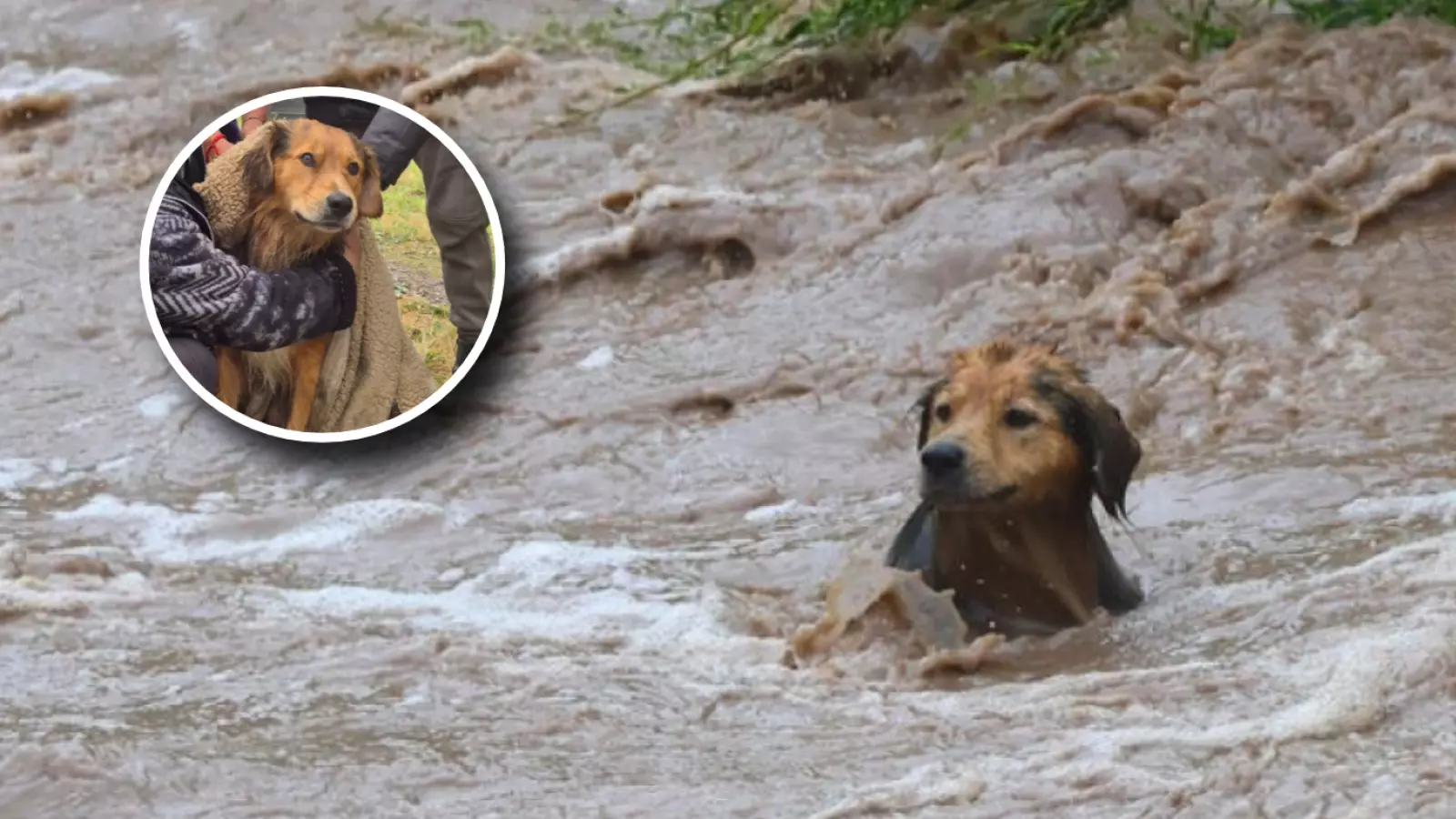 Así fue el rescate de Morocho, un perro que quedó atrapado por la corriente de un río en Chile