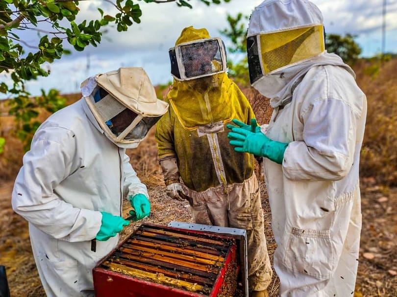 ANZOÁTEGUI | Anzoátegui se posicionó como el principal productor de miel en Venezuela, según Apasa
