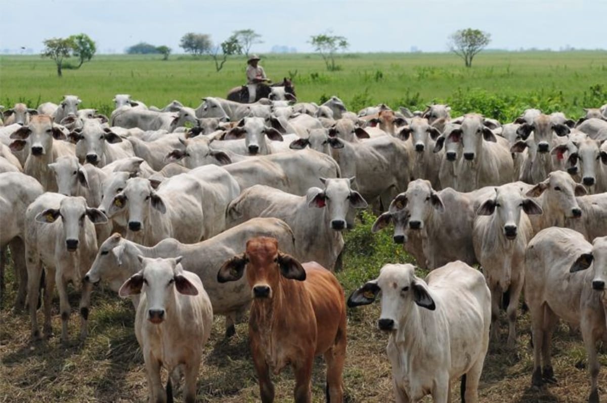 Fedenaga: consumo de carne en Venezuela se estancó durante primeros meses de 2025