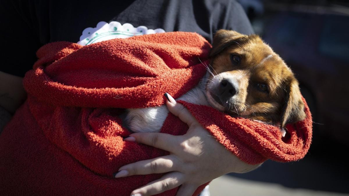 Adolescentes rescataron a un perro atrapado en medio de las inundaciones en Barinas