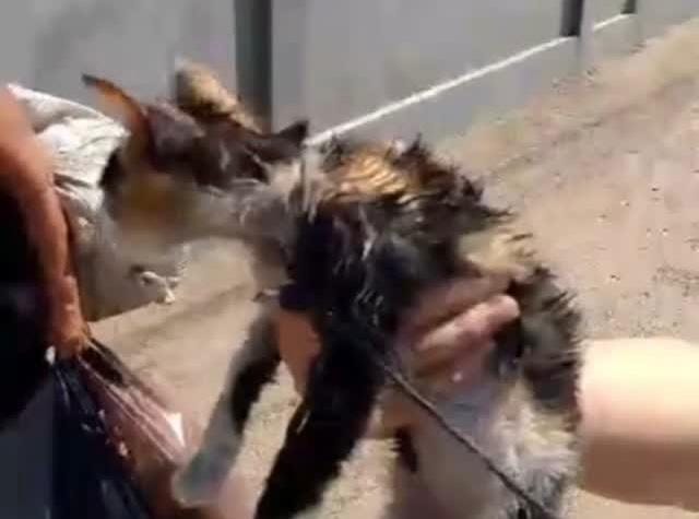 Rescataron a un gato que presuntamente iba a ser comido por una mujer en Maracaibo