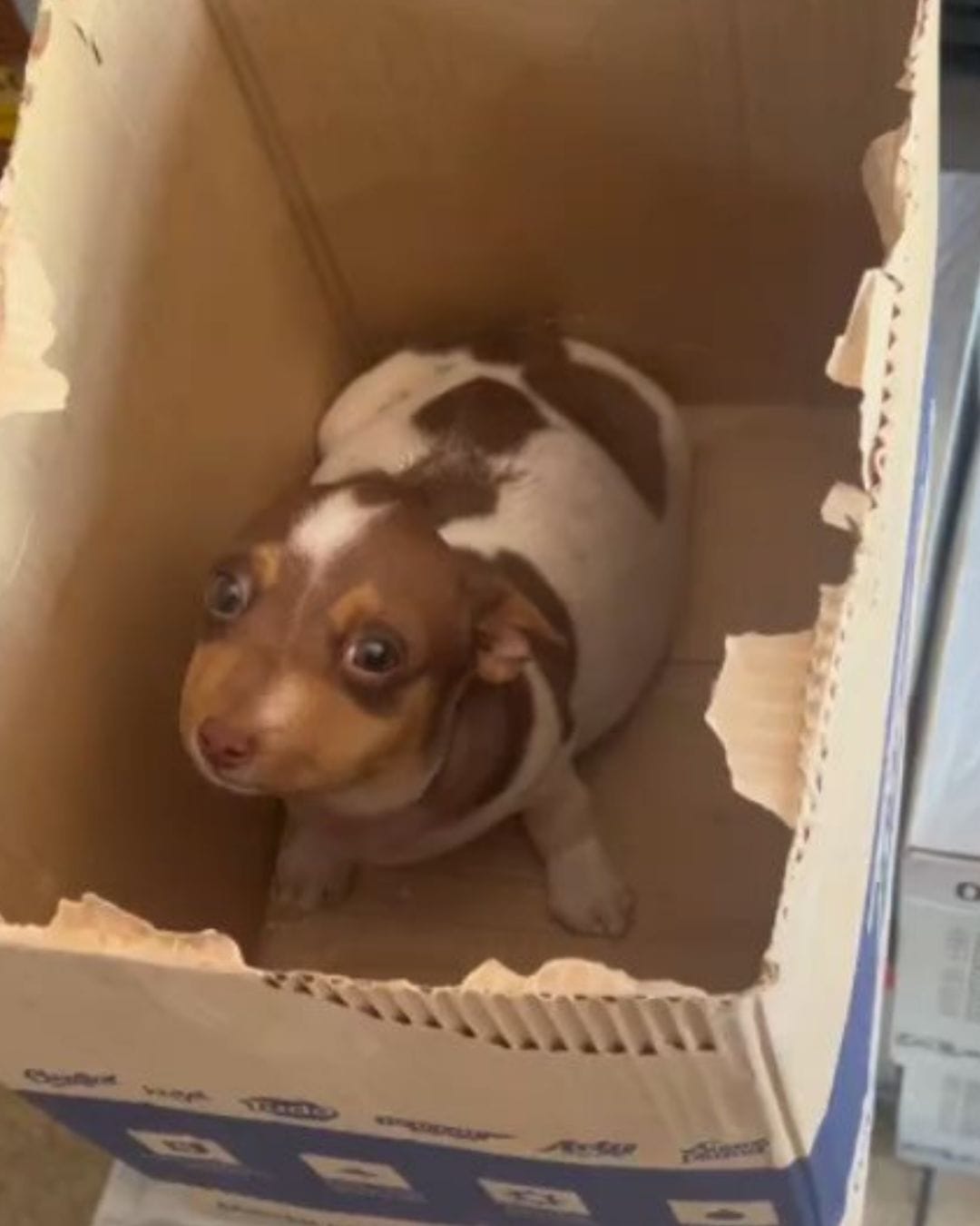 Mascota brasileña conmueve al mundo con su emotiva historia de recuperación