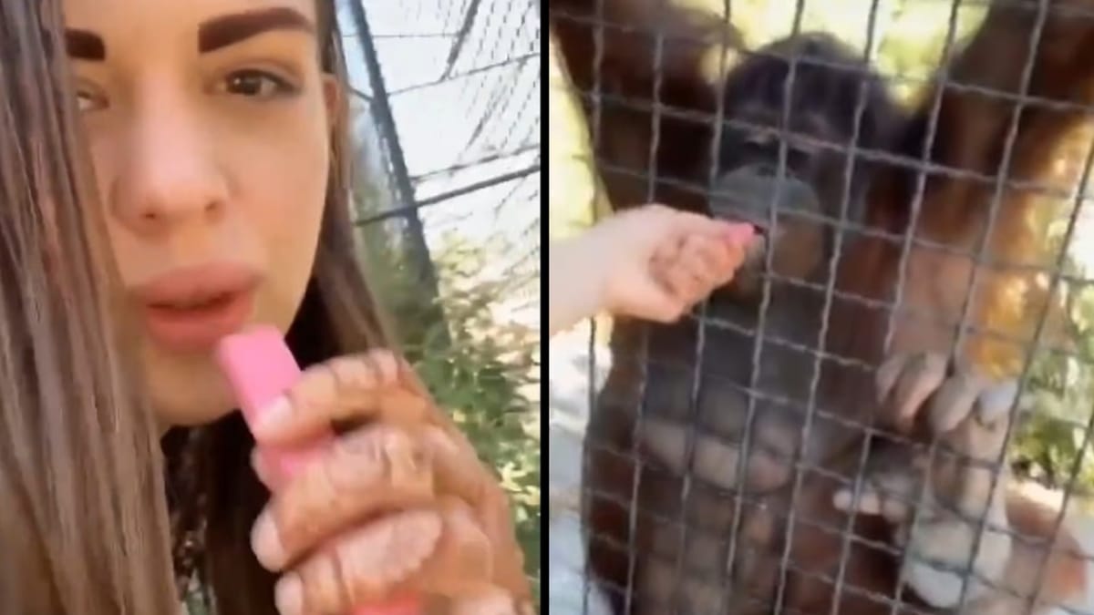 Boxeadora causó indignación al dar de fumar a un animal en peligro de extinción en Crimea