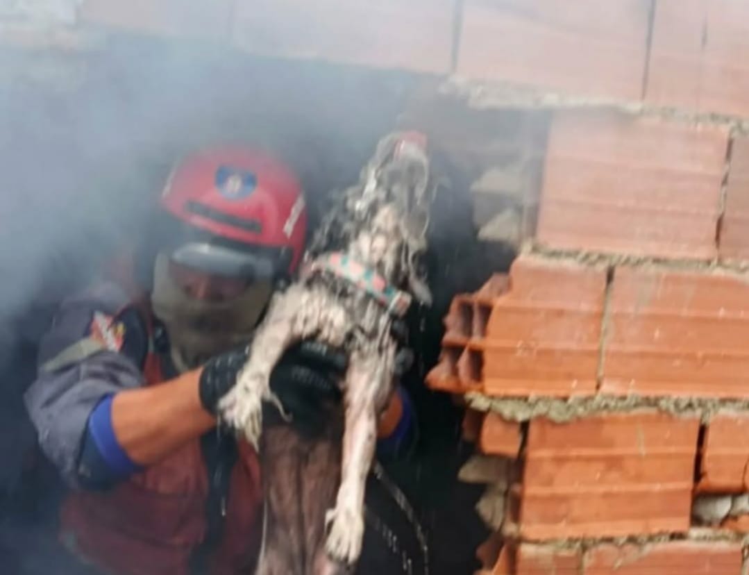 Perro fue rescatado por los Bomberos de Caracas tras el incendio de una vivienda
