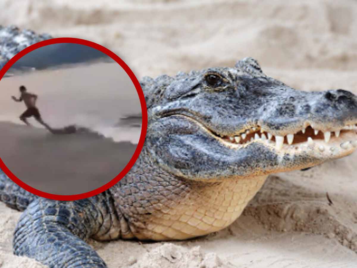 Ataque captado en video: Cocodrilo sorprendió a bañista en una playa de México