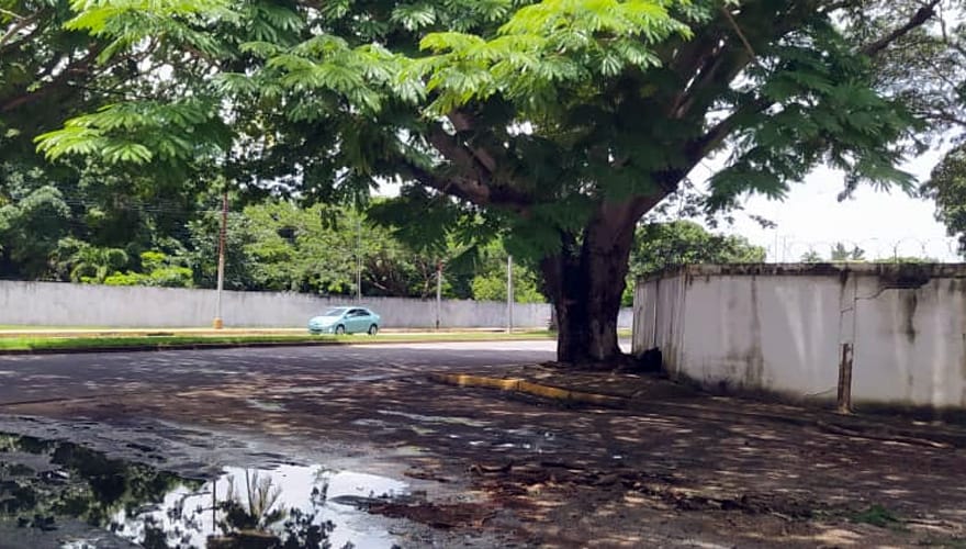 ANZOÁTEGUI | Árbol de gran tamaño representa un riesgo para los vecinos de la Av. Peñalver en El Tigre