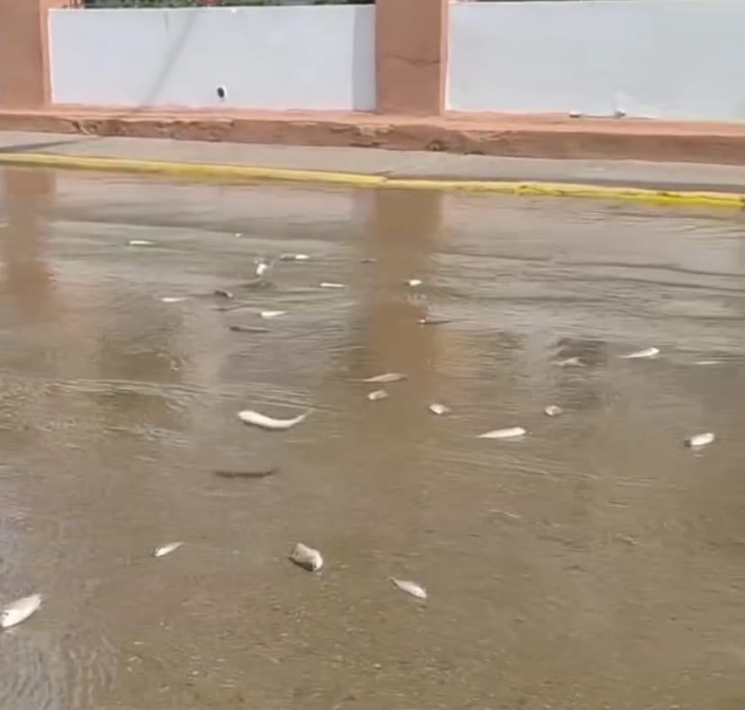 Se registraron varios peces en las calles del Paseo Orinoco tras desbordamiento del río